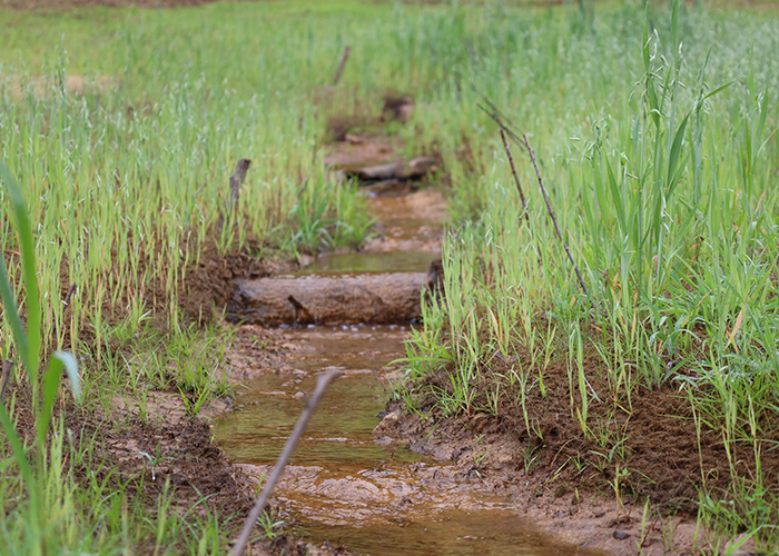 Picture of stream with grass growing on the banks.